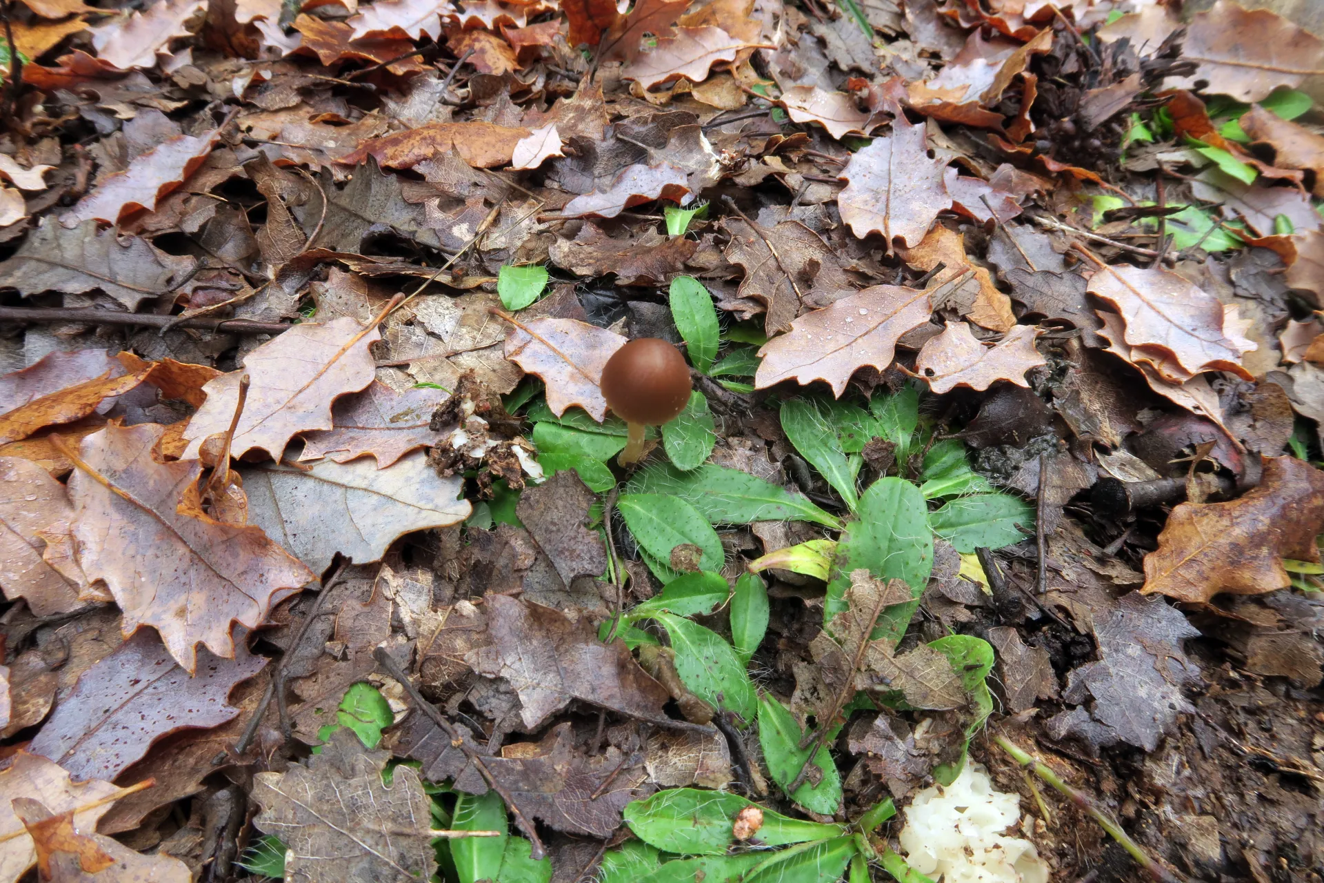 Psathyrella calcarea - 1 - IMG_2595